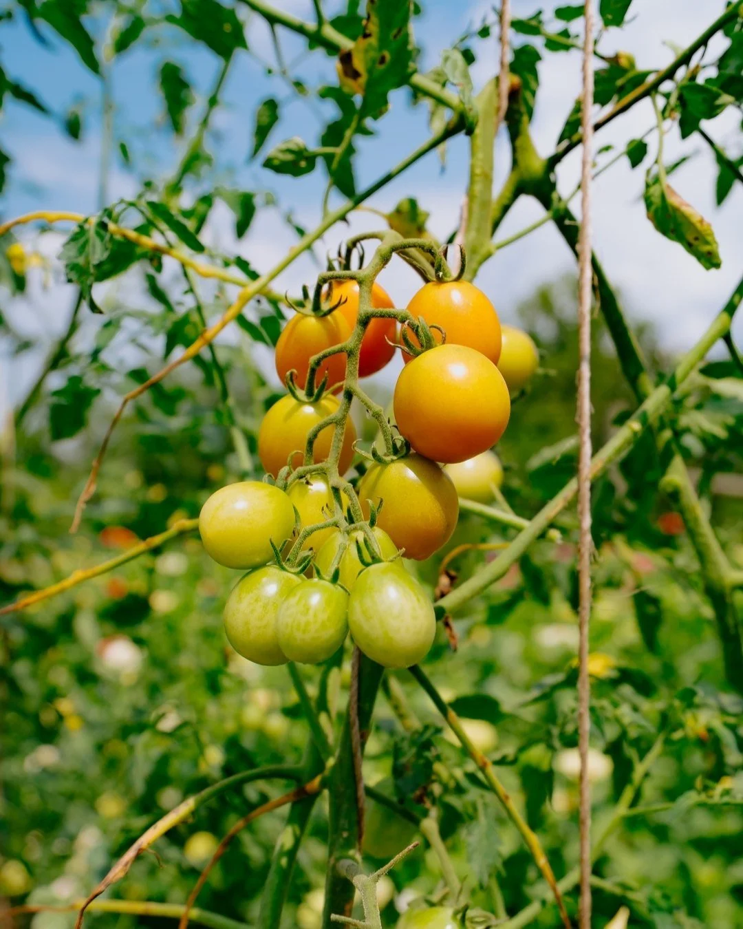 Greetings from our farm garden! 🌱

This little corner of Meadowkirk is where we tend many of the vegetables and flowers that will grace your tables and spaces during your stay with us.

There's something deeply satisfying about knowing the tomatoes 