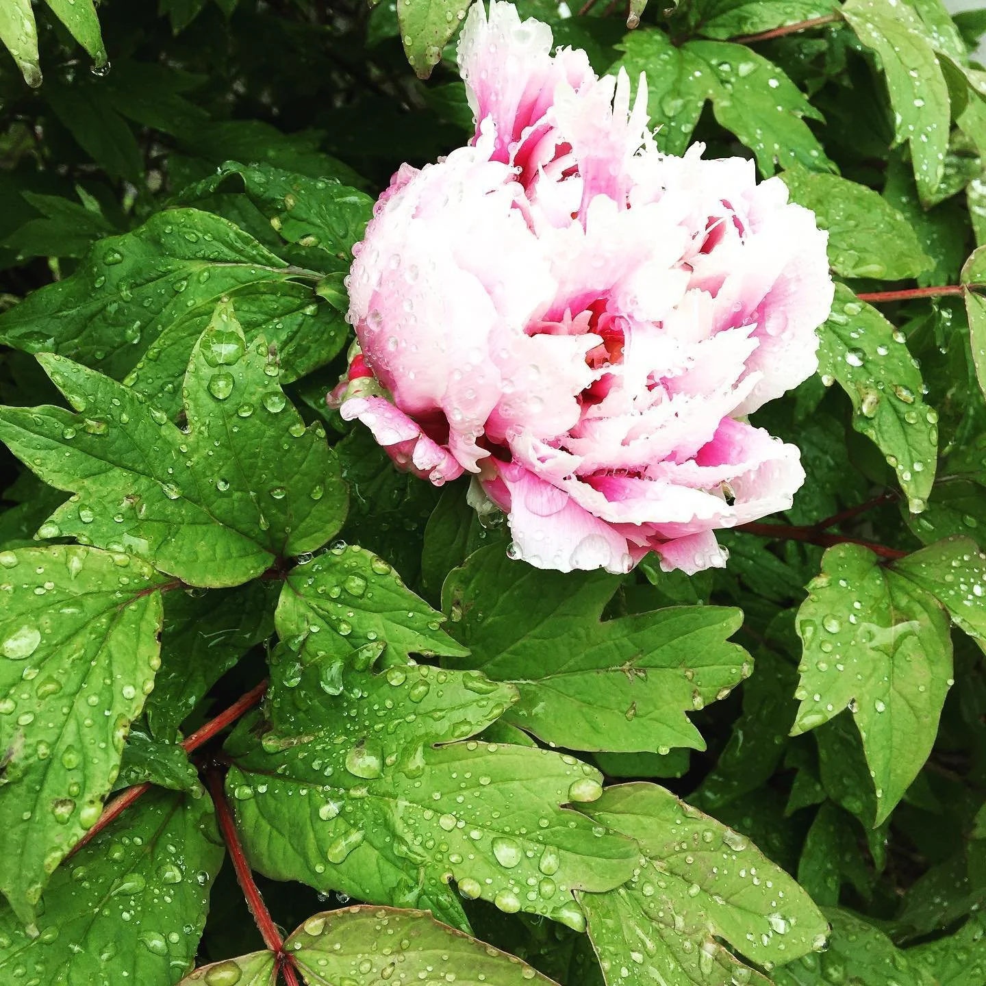 #visitmeadowkirk #visitloudoun #summer2020