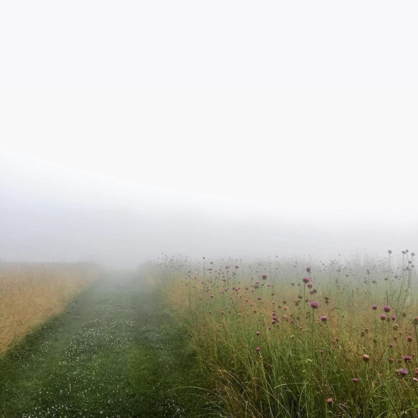 A very foggy morning at Meadowkirk!  #visitmeadowkirk #middleburgva #visitloudoun