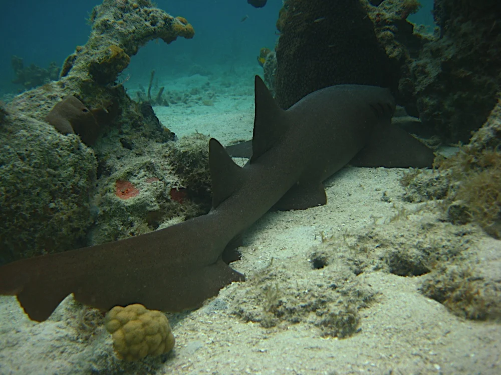 IMG_1523.jpg