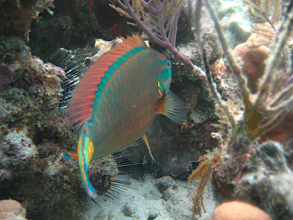 IMG_4971.jpg