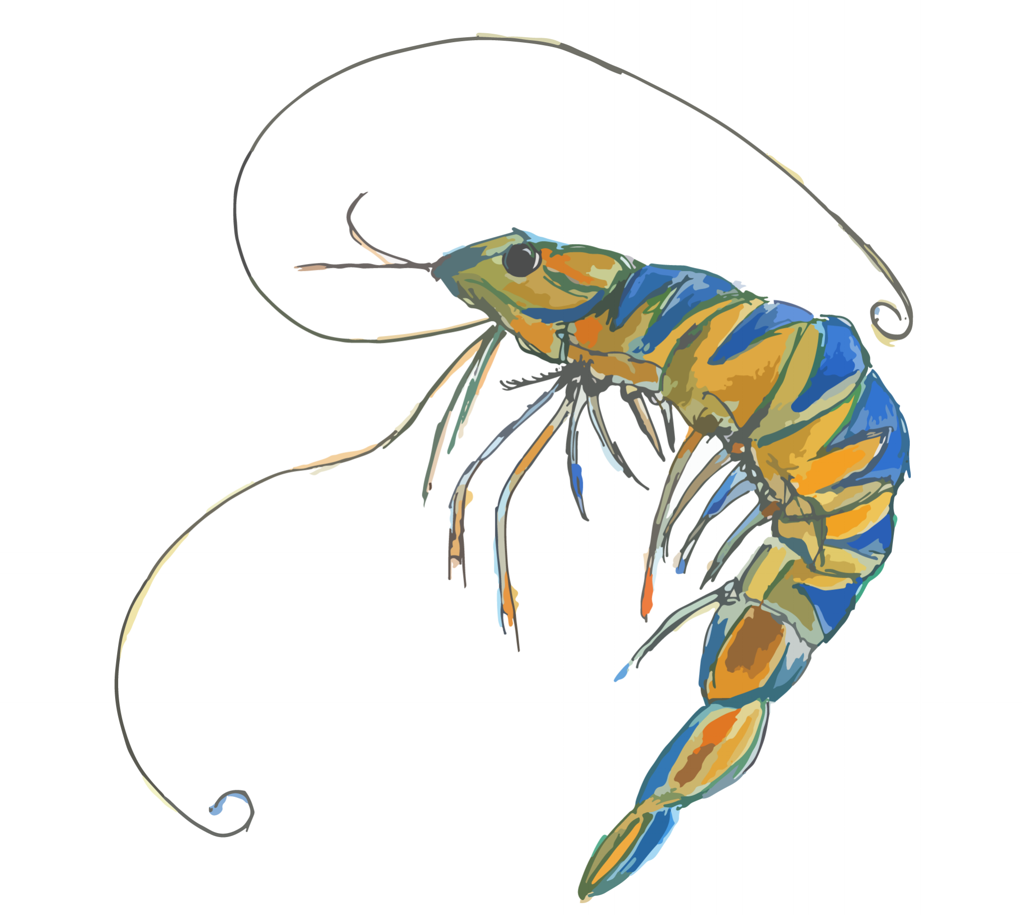 tiikerirapu.png