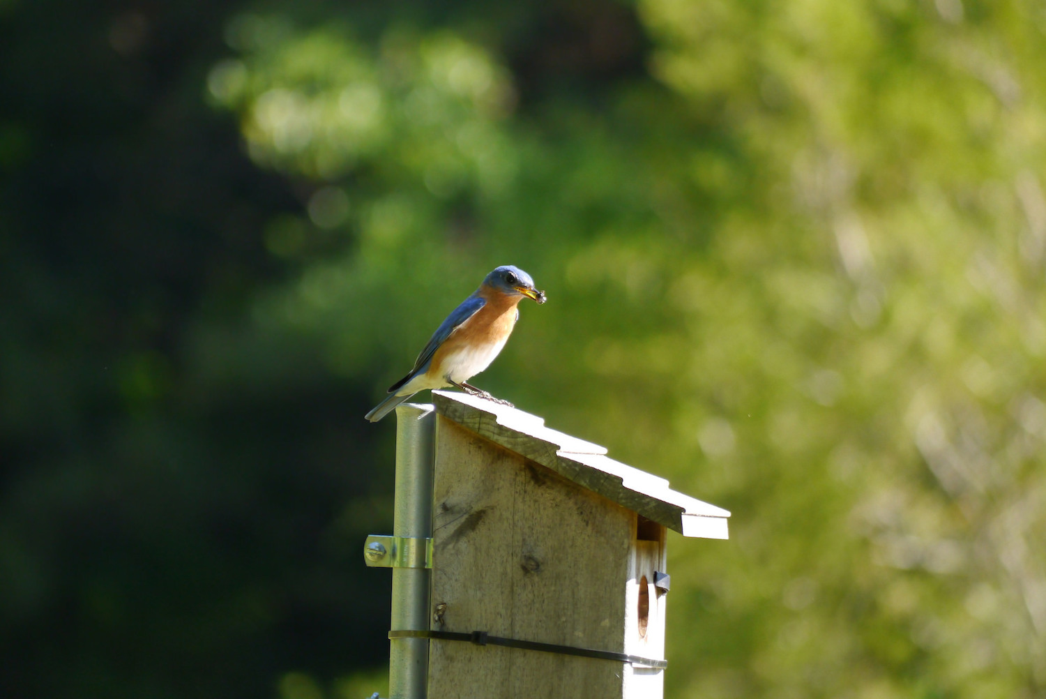 Sunday Short Story - The Simple Bird — Sunday Short Story - The Simple Bird —