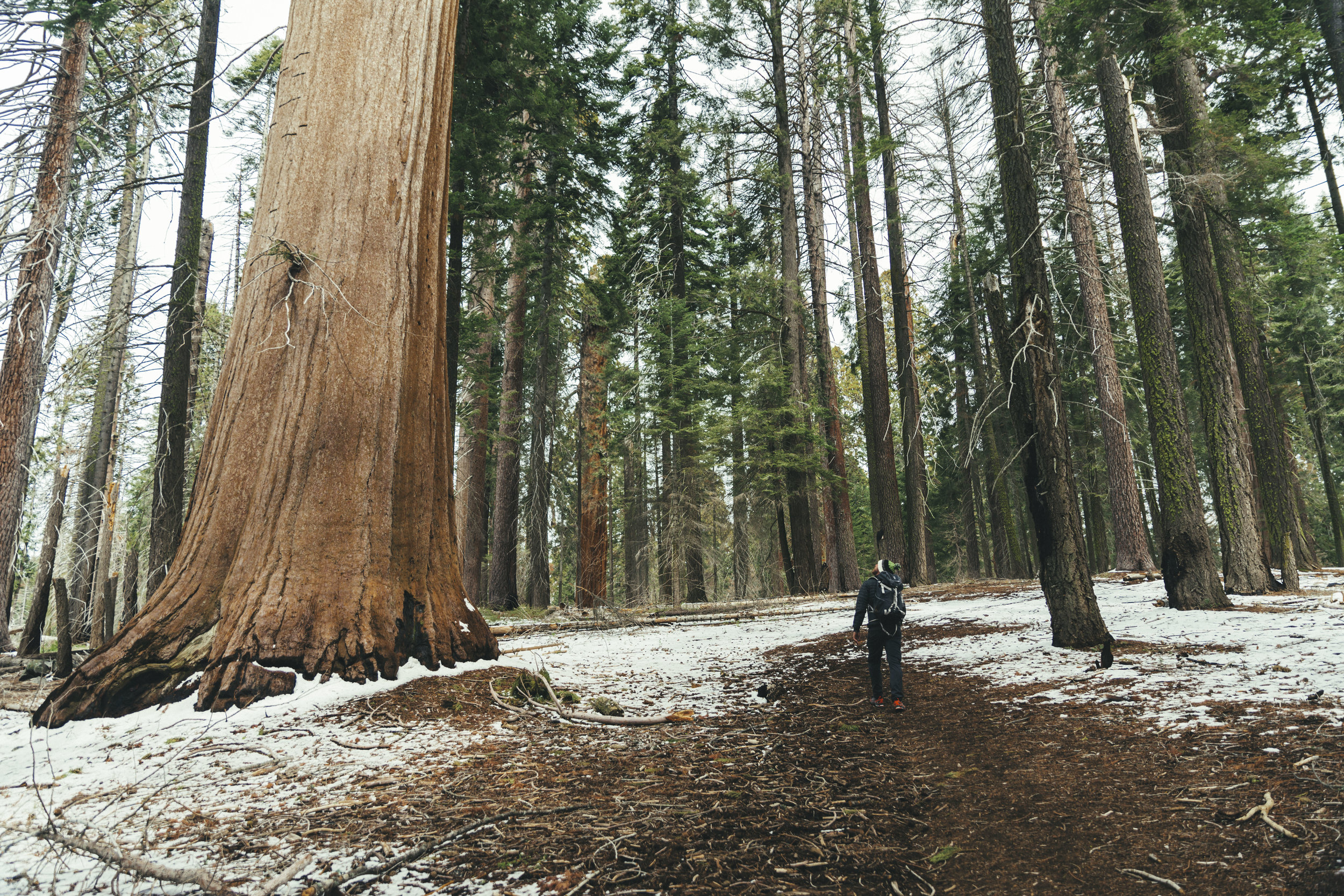 Sequoia national Park / California