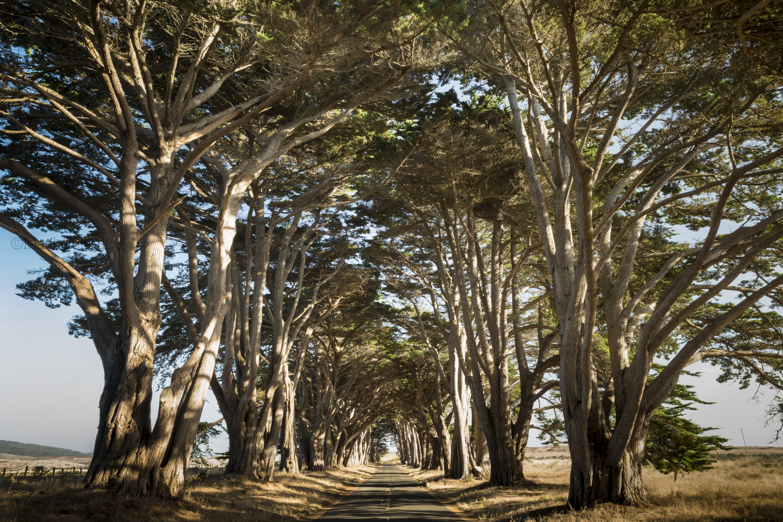 Cypress tree tunnel / California