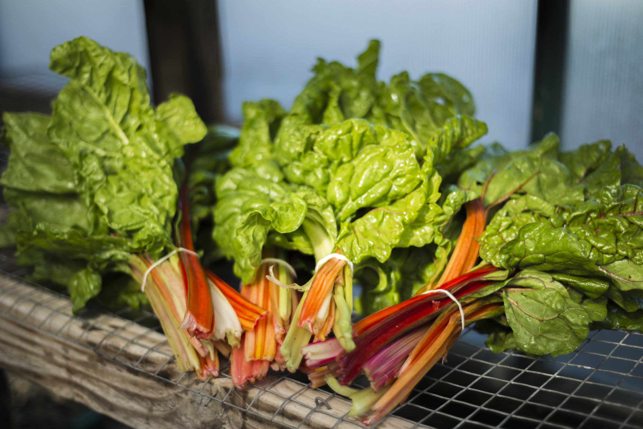 Organic farm / Napa Valley