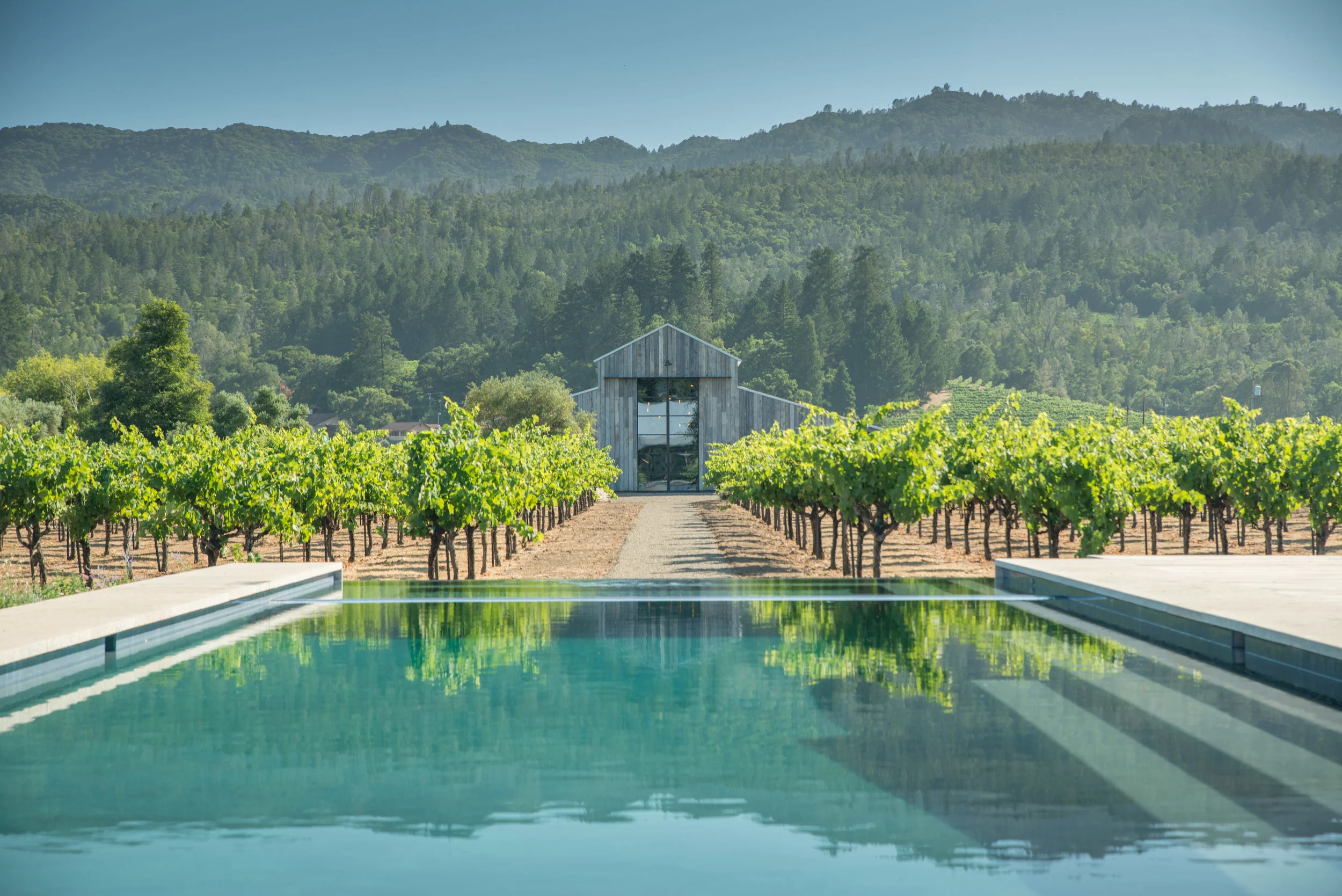 Zinfandel