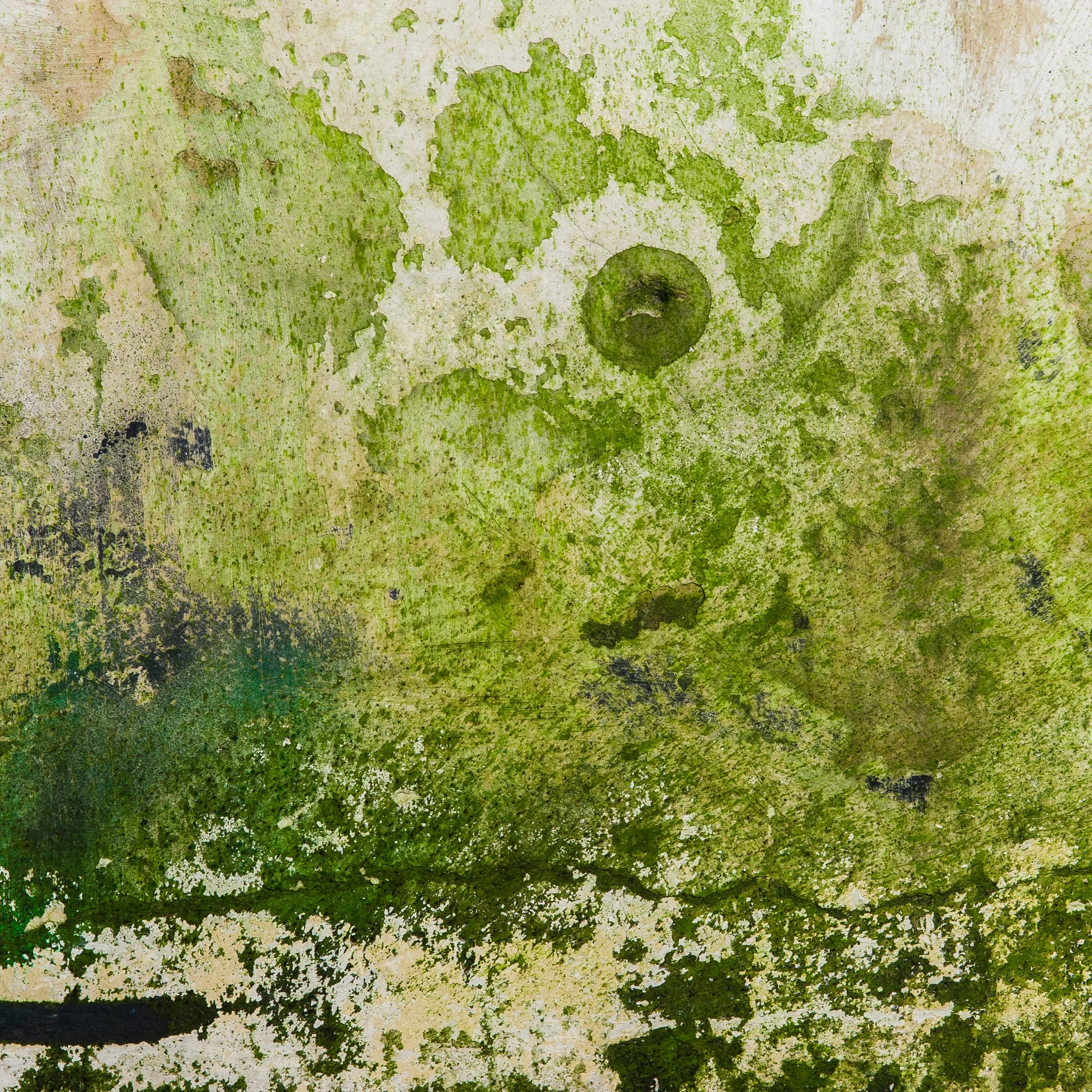 cotton-5.jpg
