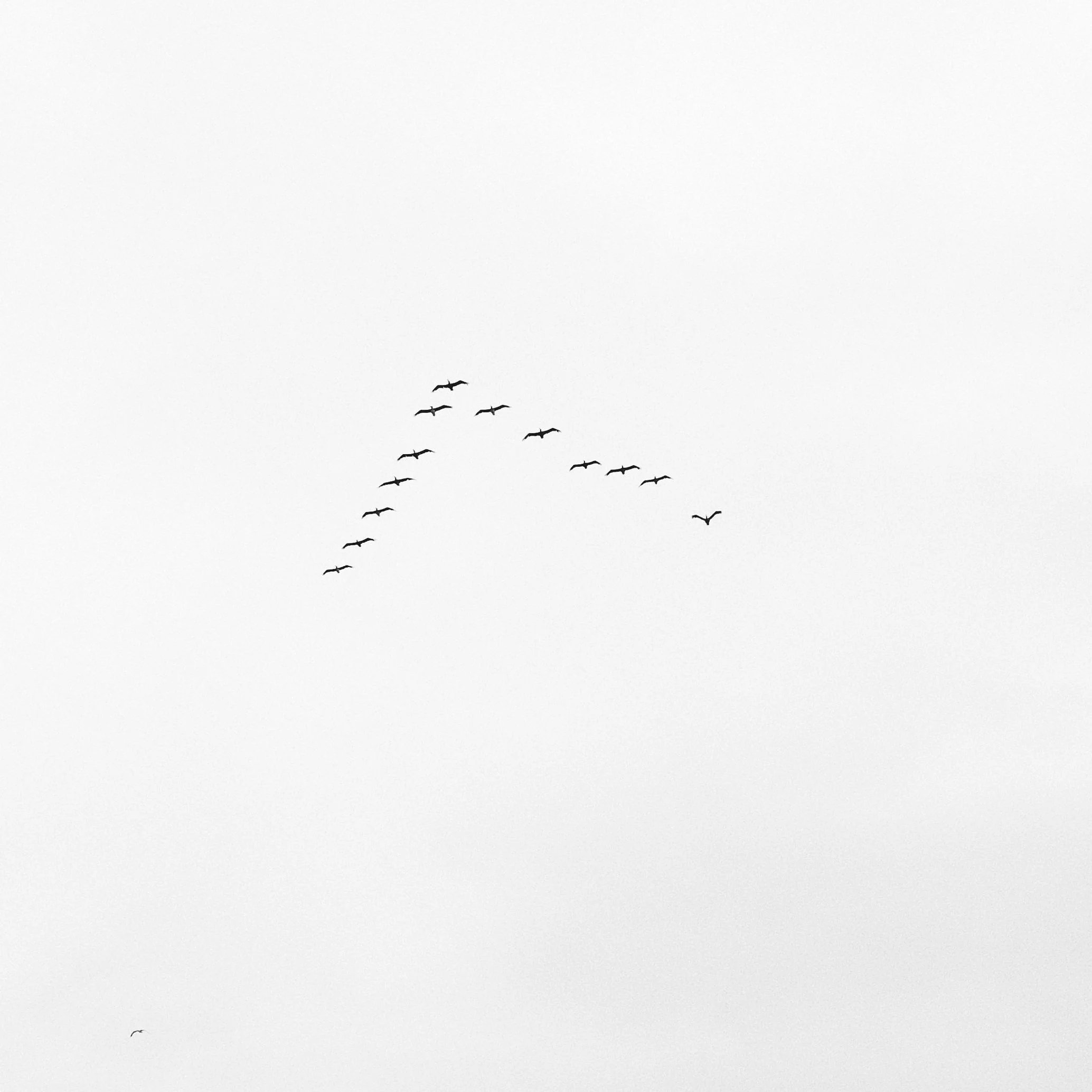 Black and white birds pattern