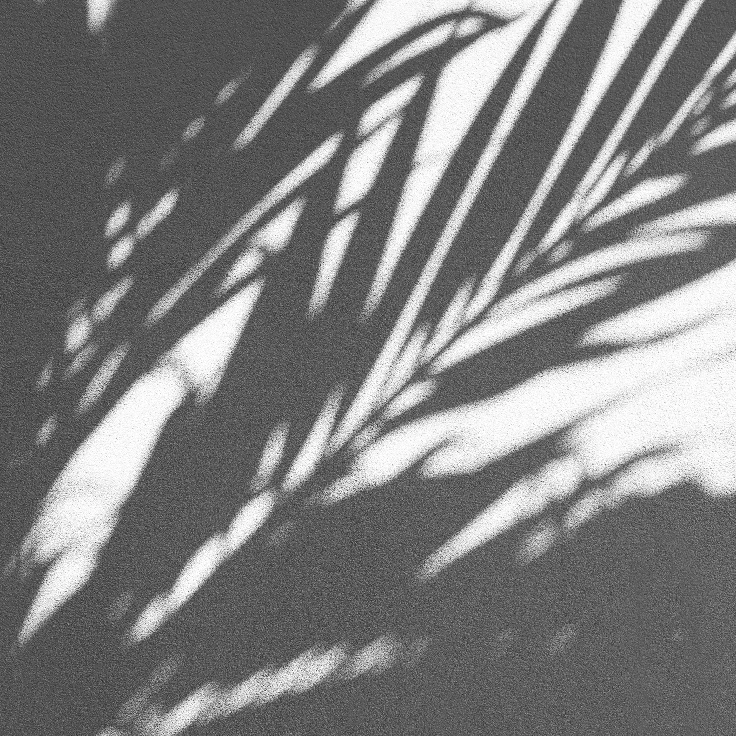 Black and white leaves shadow pattern