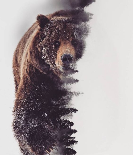 Bear_01.jpg