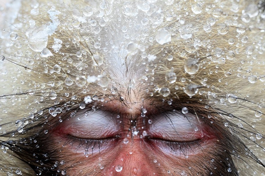 Кто терзает вас?