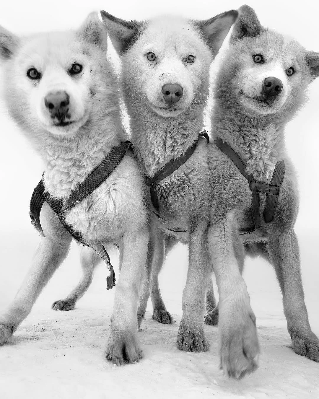 Механика Партнёрства