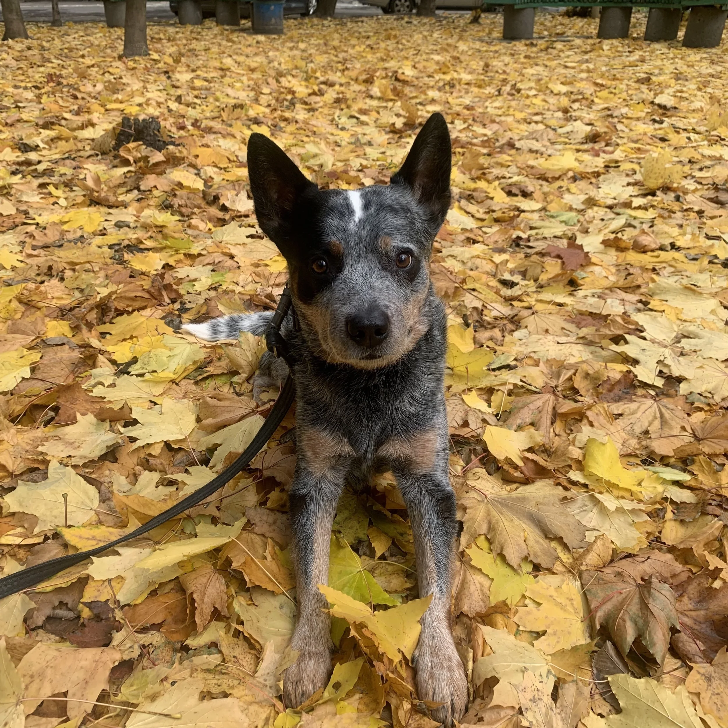 Эго на поводке