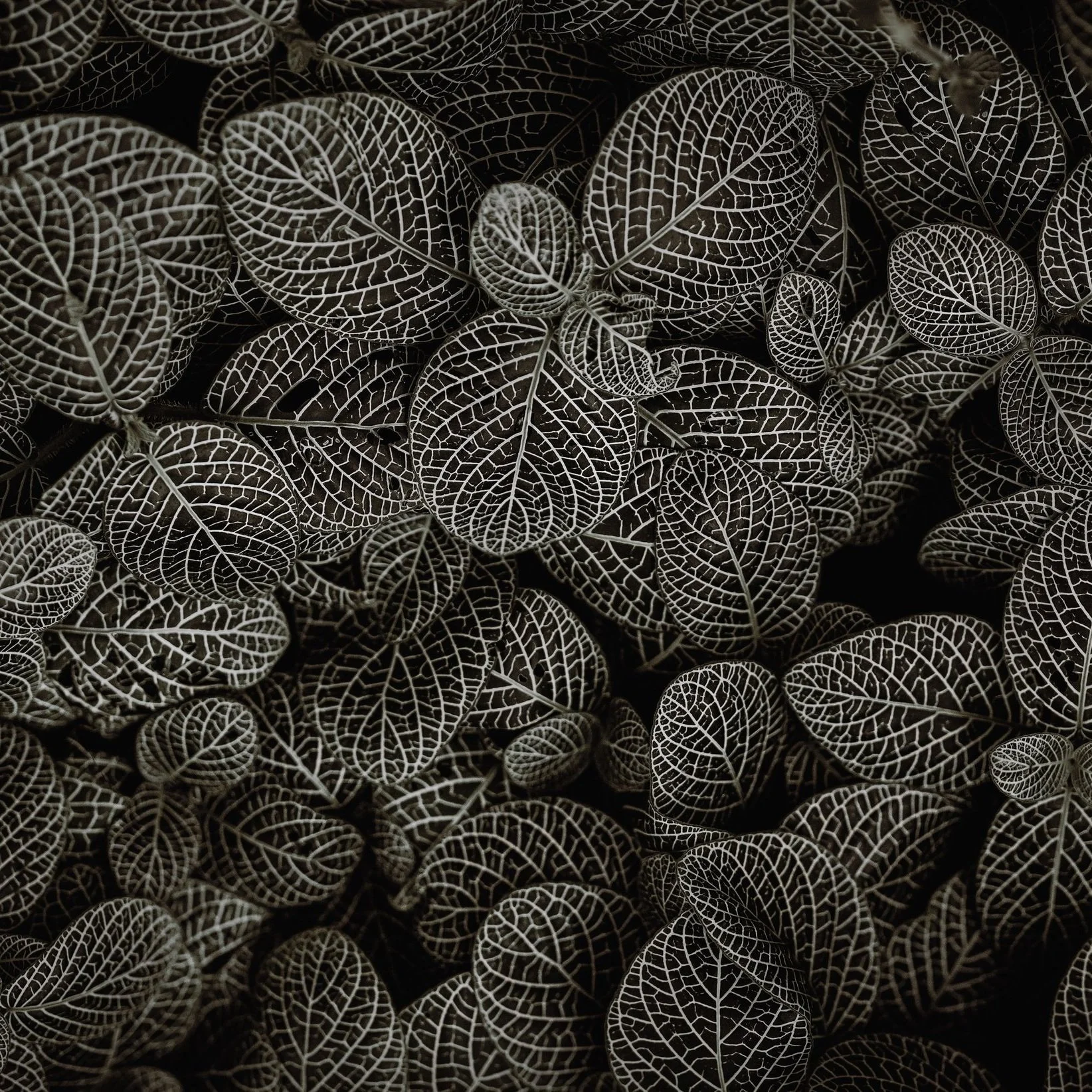 Black and white leaves pattern