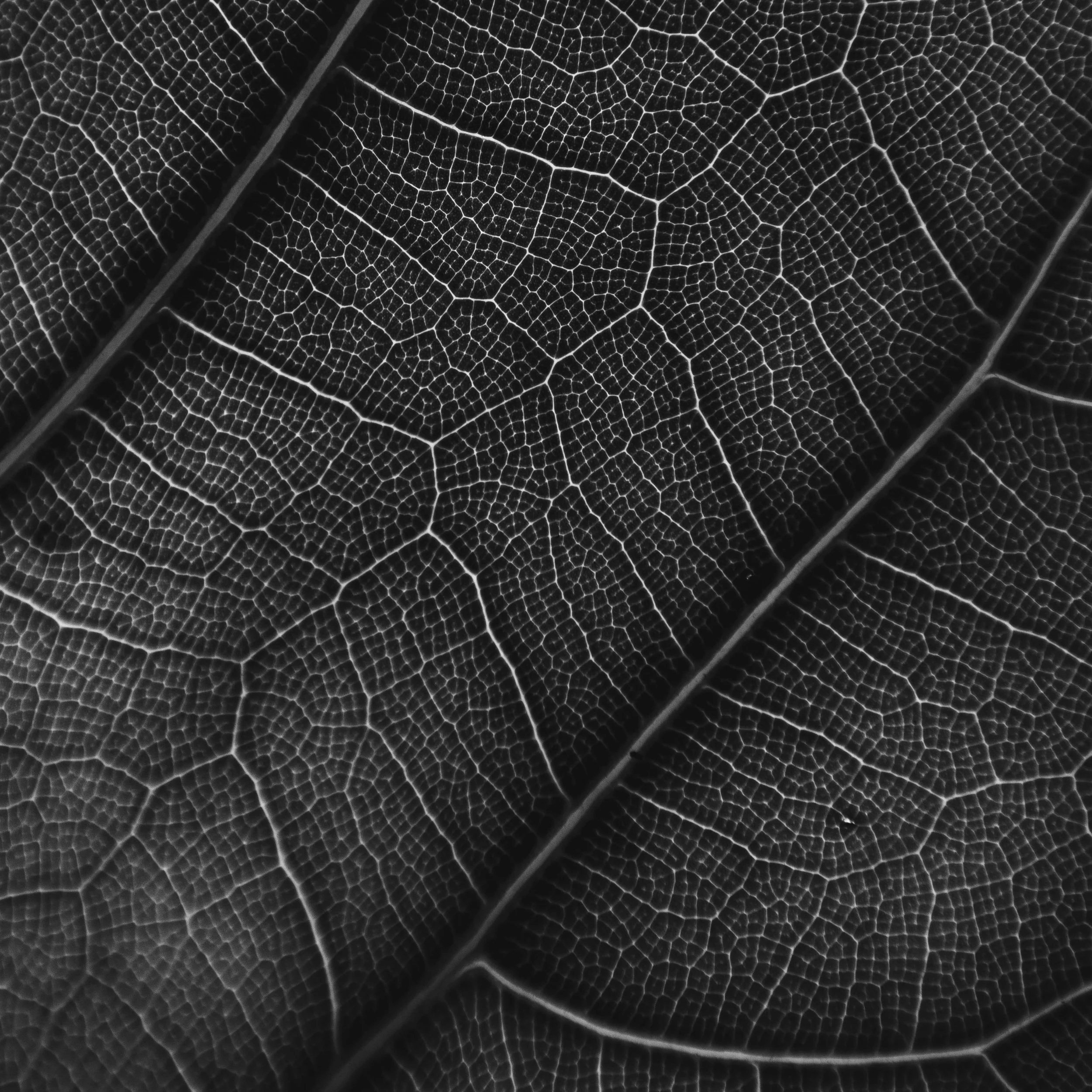 Black and white leaf detail pattern