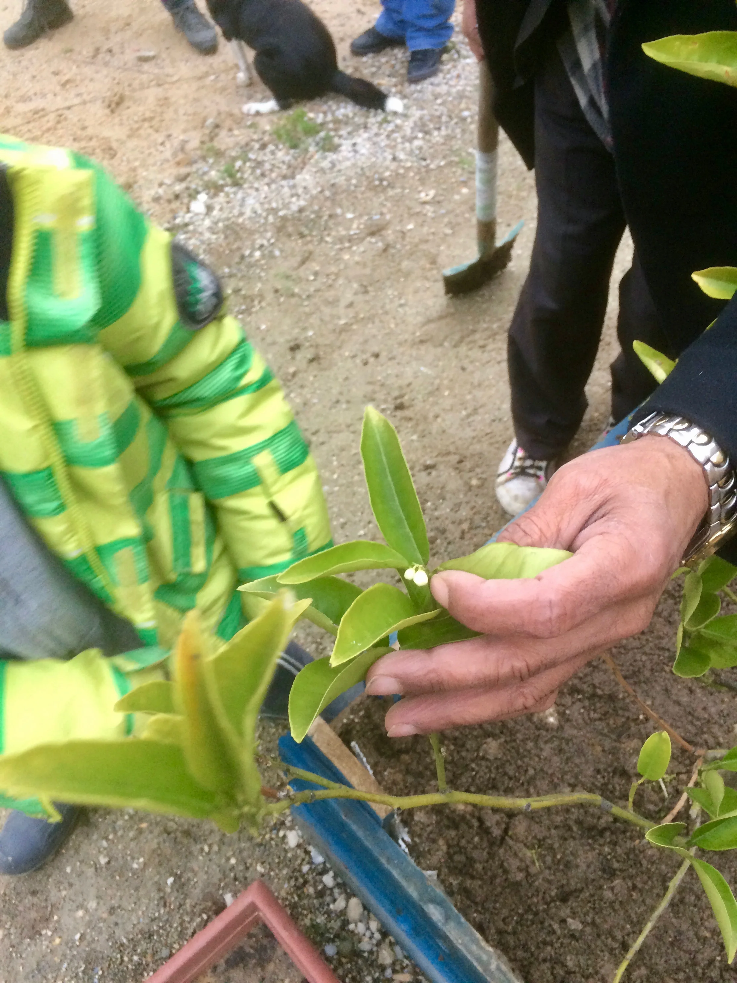baby_lemon_tree_paris_2017.jpg