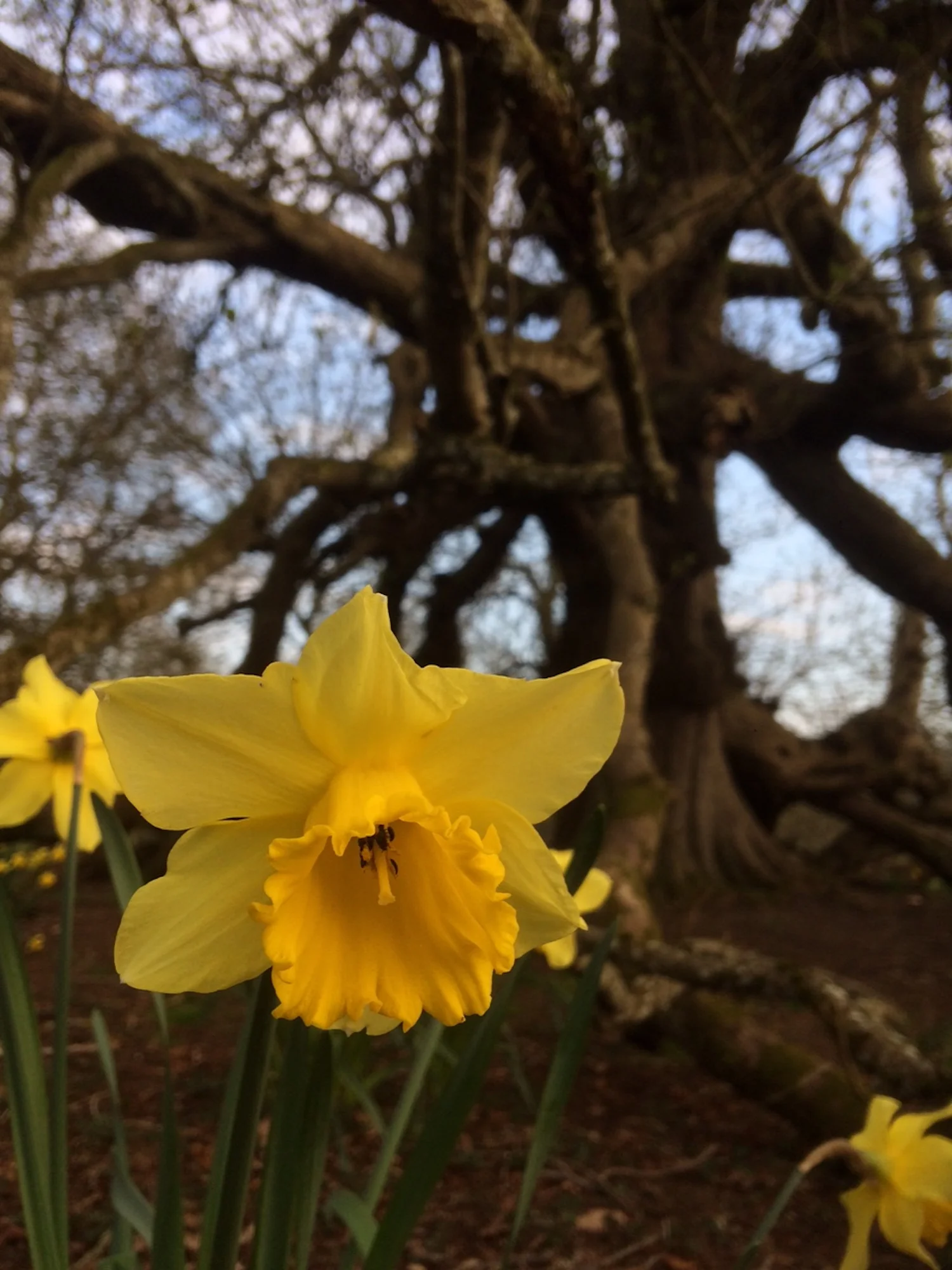 daffodill_glamis_castle_ead_2019.JPG