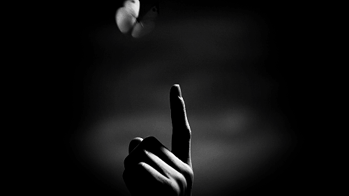 butterfly1.gif