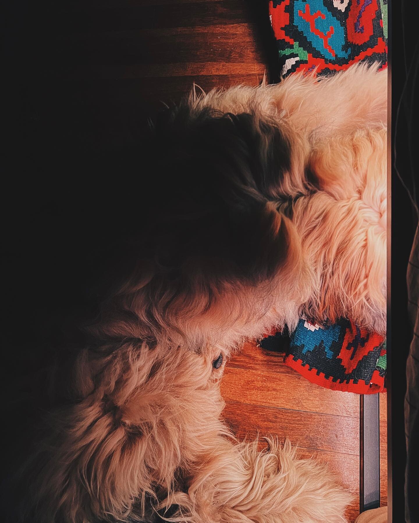 You can&rsquo;t hide (from the alarm clock)

#briard #briardlove #briardsofinstagram #vsco #iphonography