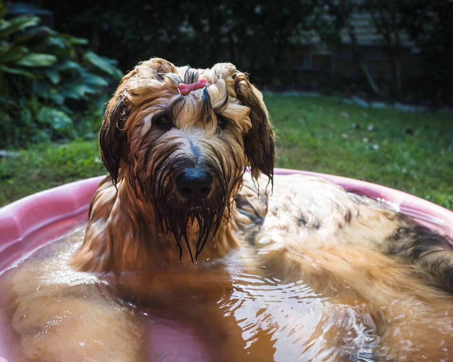 Dog days of summer