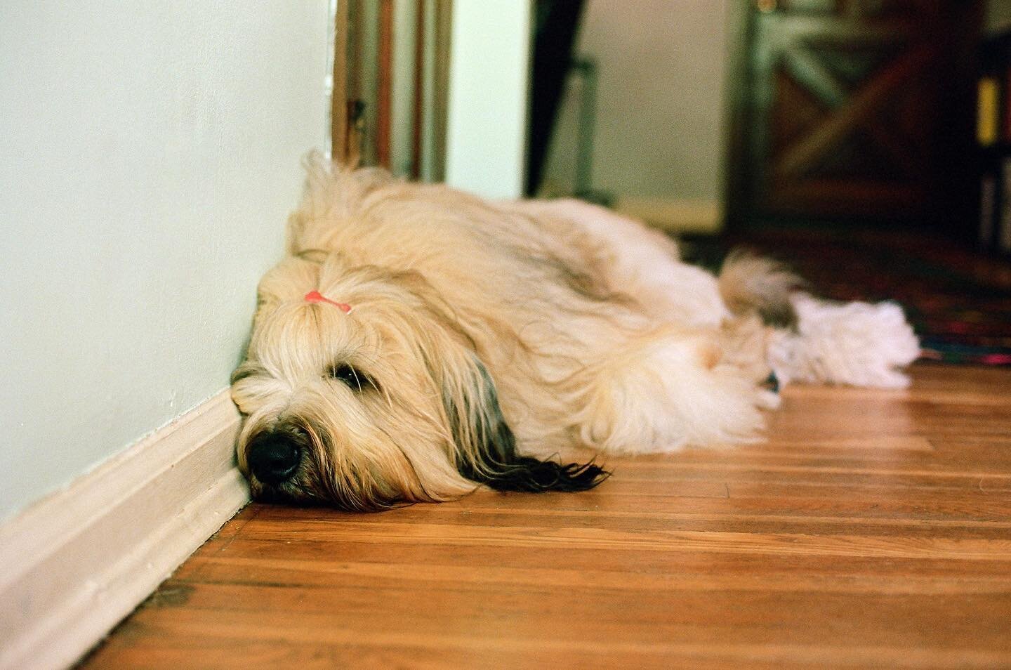 Why would you sleep on your comfy dog bed when you can sleep on the hardwood up against the wall?