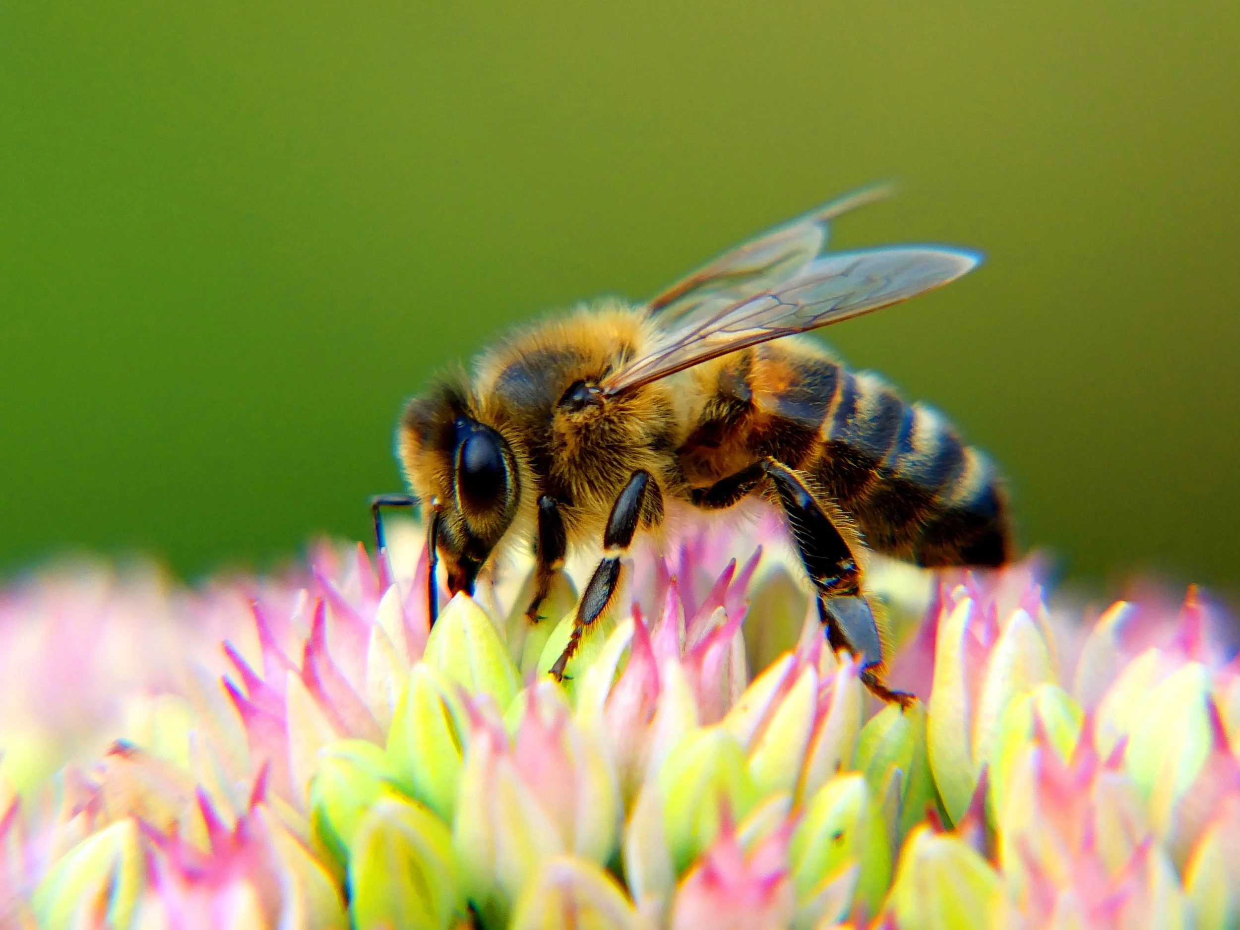 bigstock-Honey-Bee-on-a-flower-72446224.jpg
