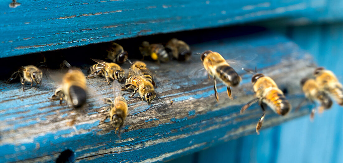 san-bernardino-bee-removal-01.jpg