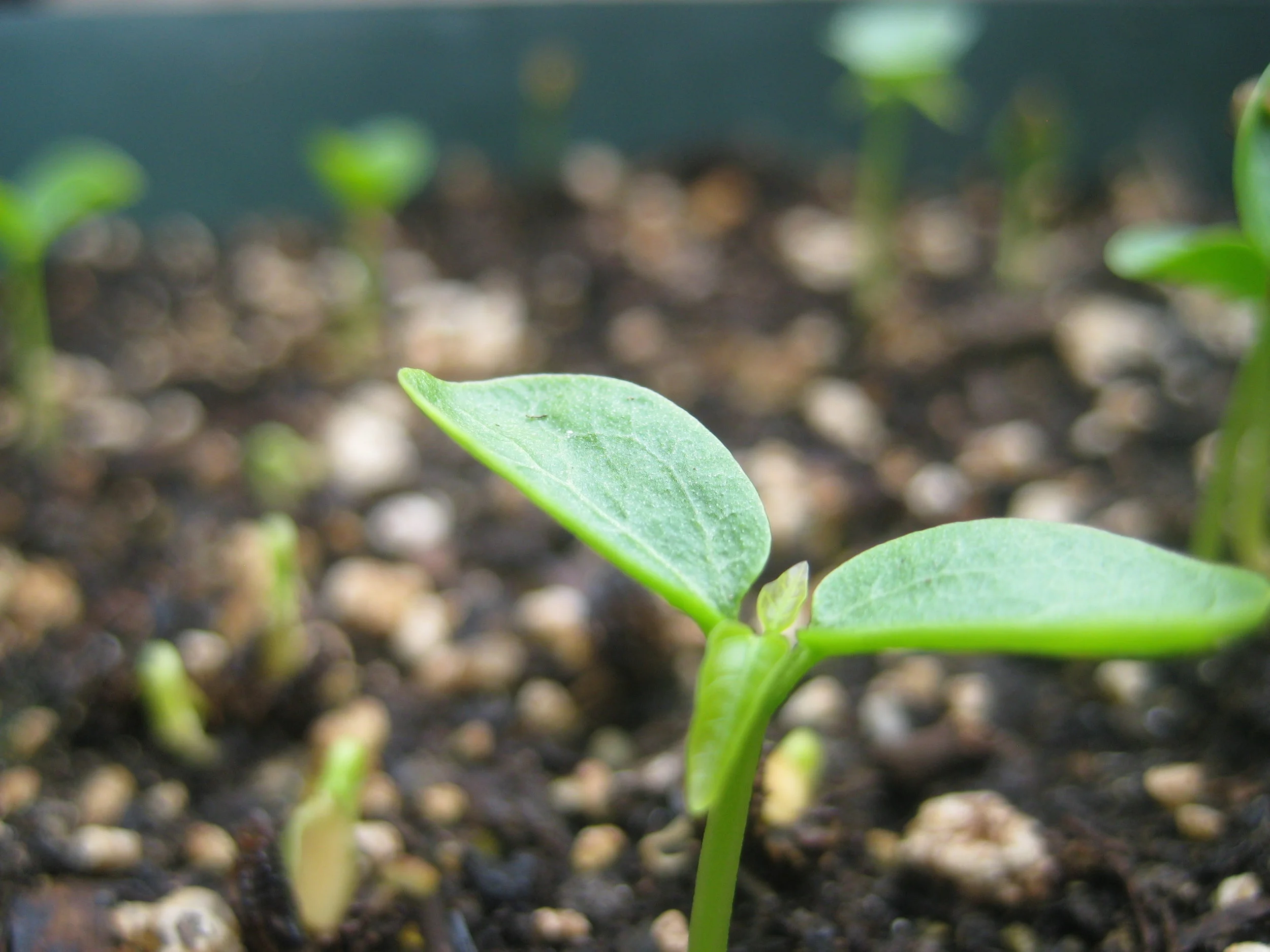 Seedling.jpg