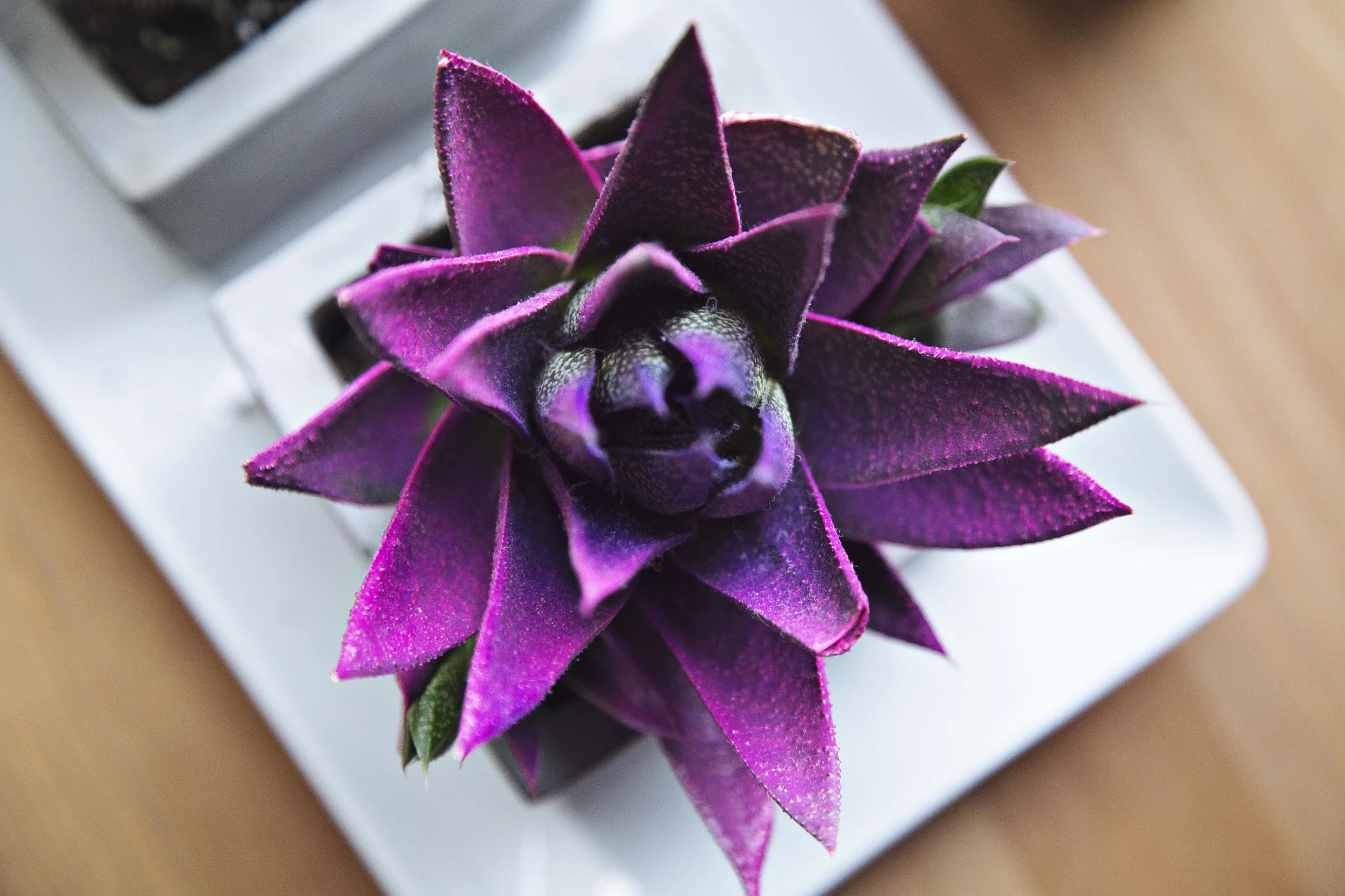 succulent-918664.jpg