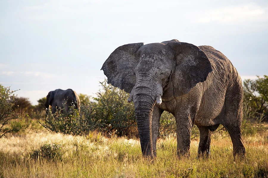 Etosha2.jpg