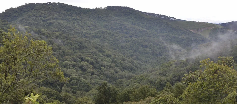 Views in Gishwati-Mukura National Park. Photo from Gishwati-Mukura .