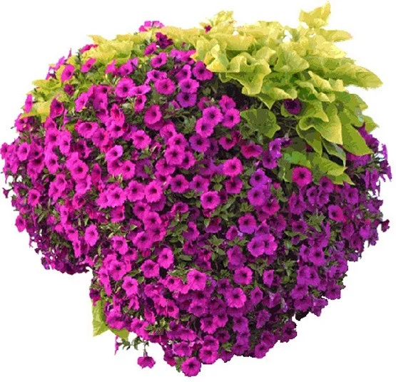 Hayneedle.com 