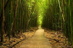 10_2_Bamboo_Forest_Hike.jpeg
