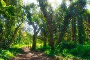 15_3_1_Honolua_Bay_Trail.jpeg