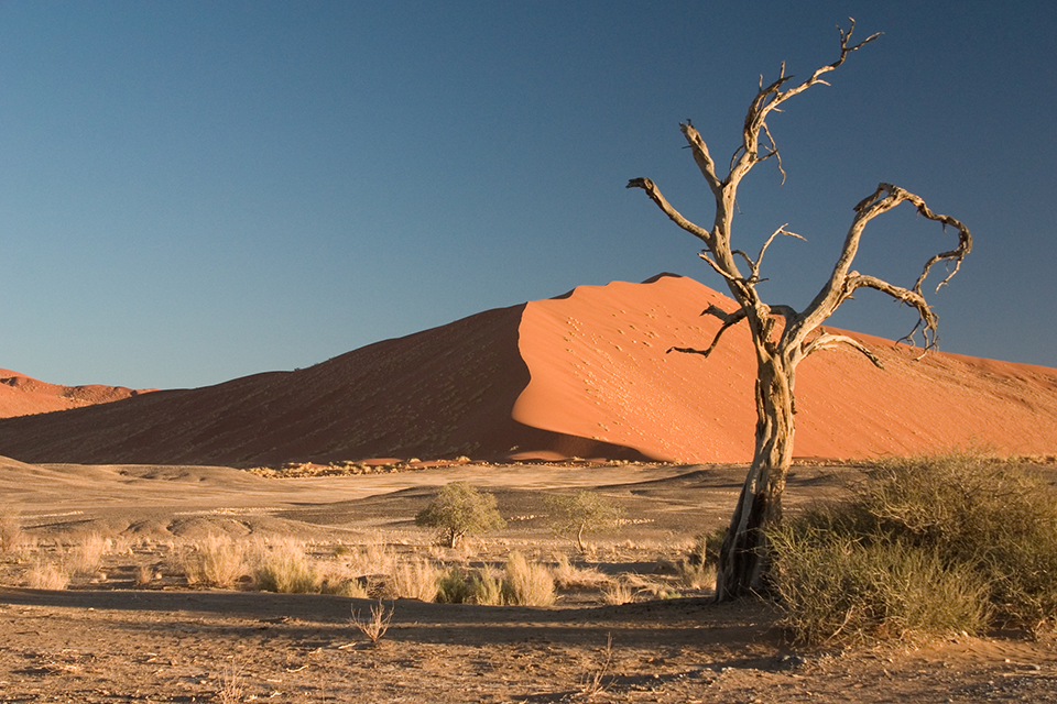 Thorn_Tree_Sossusvlei_Namib_Desert_Namibia_Luca_Galuzzi_2004a.png
