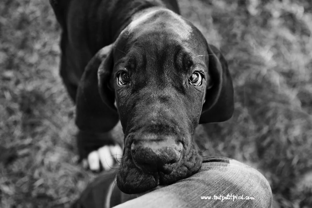 bebe-dogue-allemand.jpg