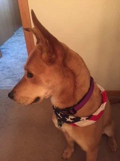 I know an old woman who lived in a zoo