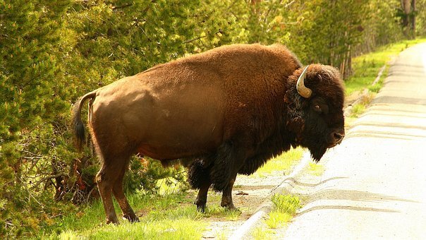 Custer State Park Summer Speaker Series