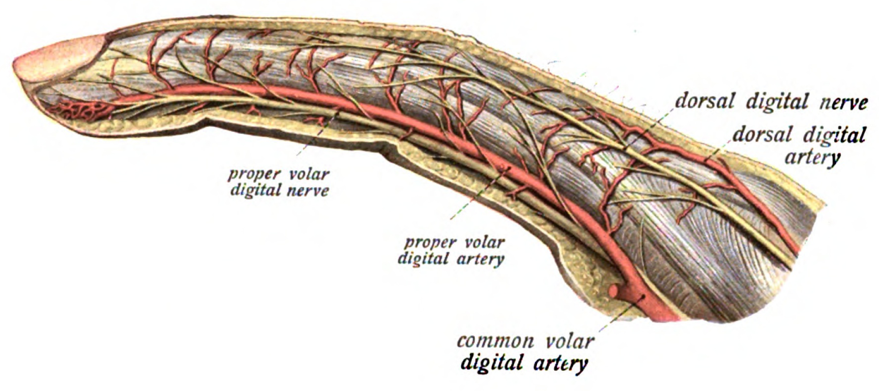 Radial artery of index finger - Wikipedia