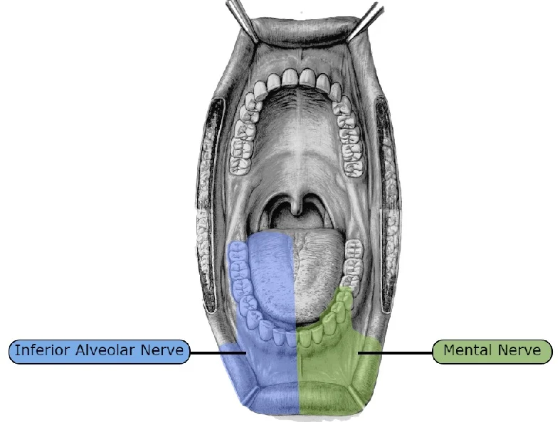 http://www.tamingthesru.com/head-and-neck-nerve-blocks