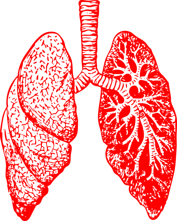 lungs-297492_960_720.png