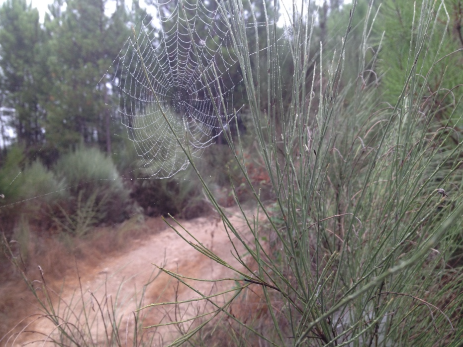 busy spiders.png