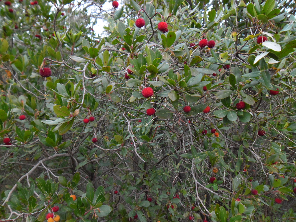 Arbutus - The Strawberry Tree