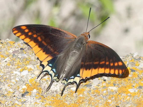 The Strawberry Tree and the Two Tailed Pasha