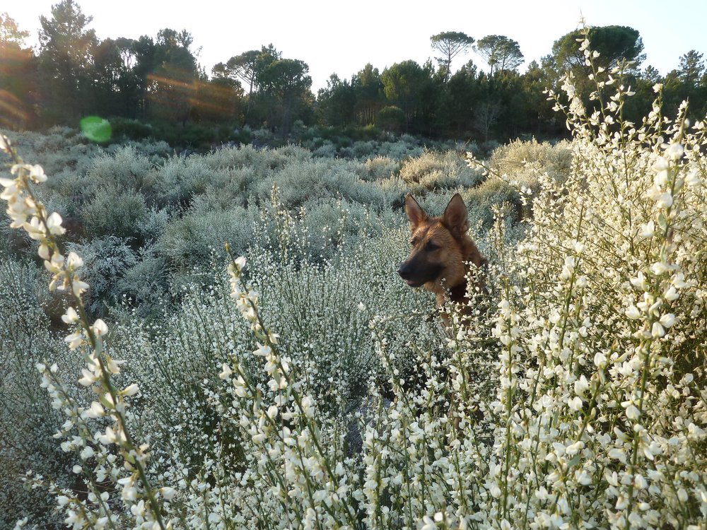 Bridal Veil Broom Blooming Everywhere Spring Is Really Here Quinta Do Cobral