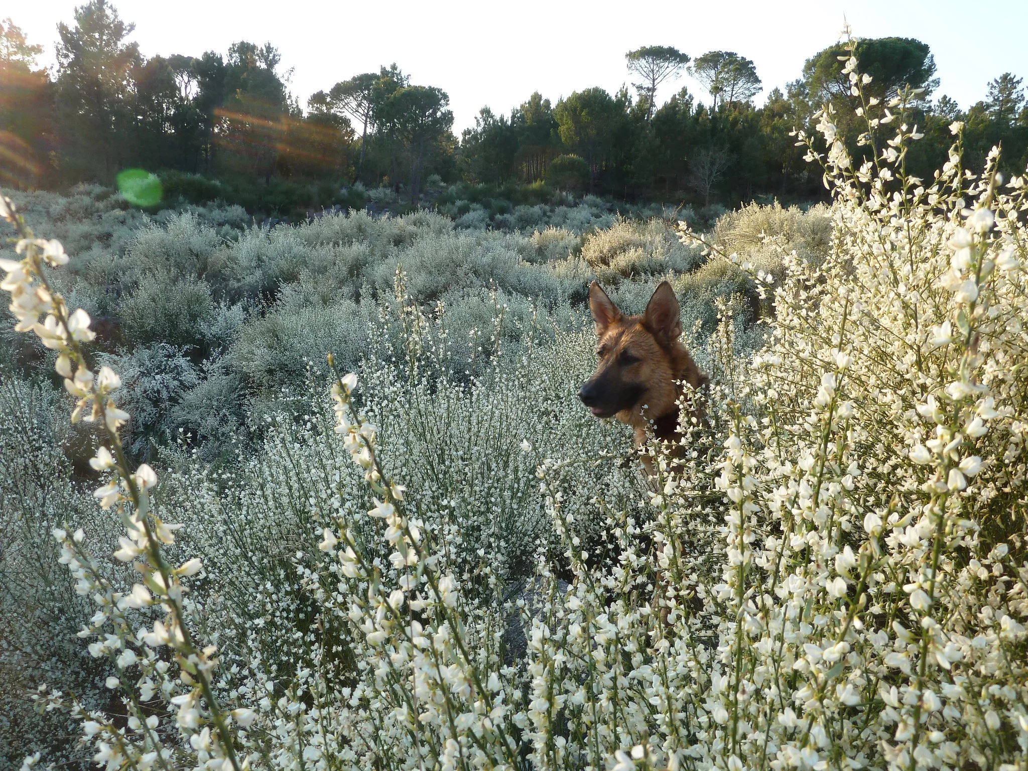 Ella popping up amongst the Broom.