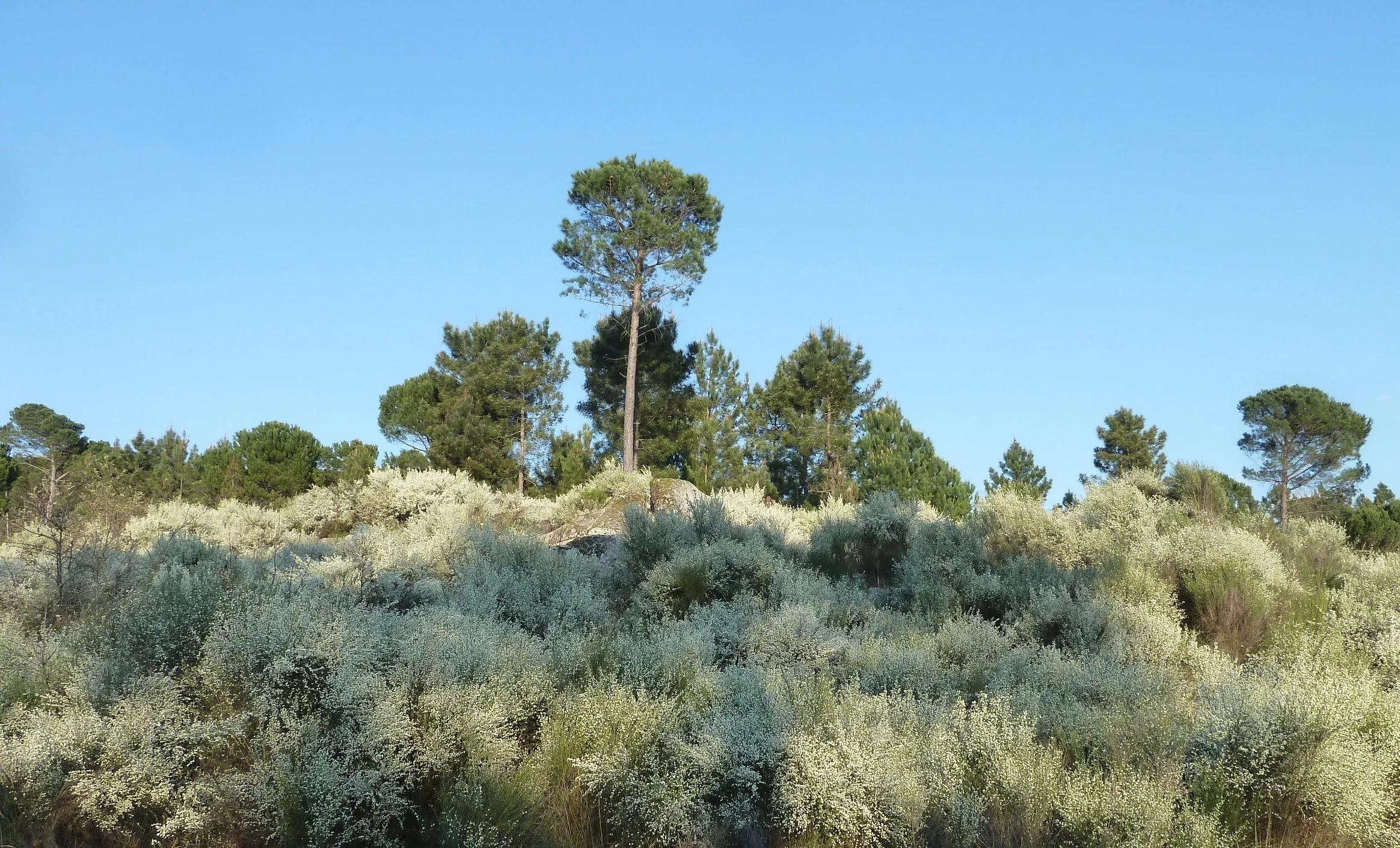 Bridal Veil Broom Blooming Everywhere Spring Is Really Here Quinta Do Cobral