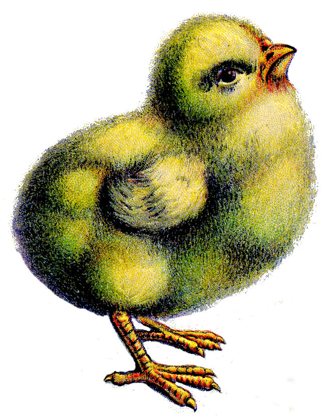 Easter Chick.jpg