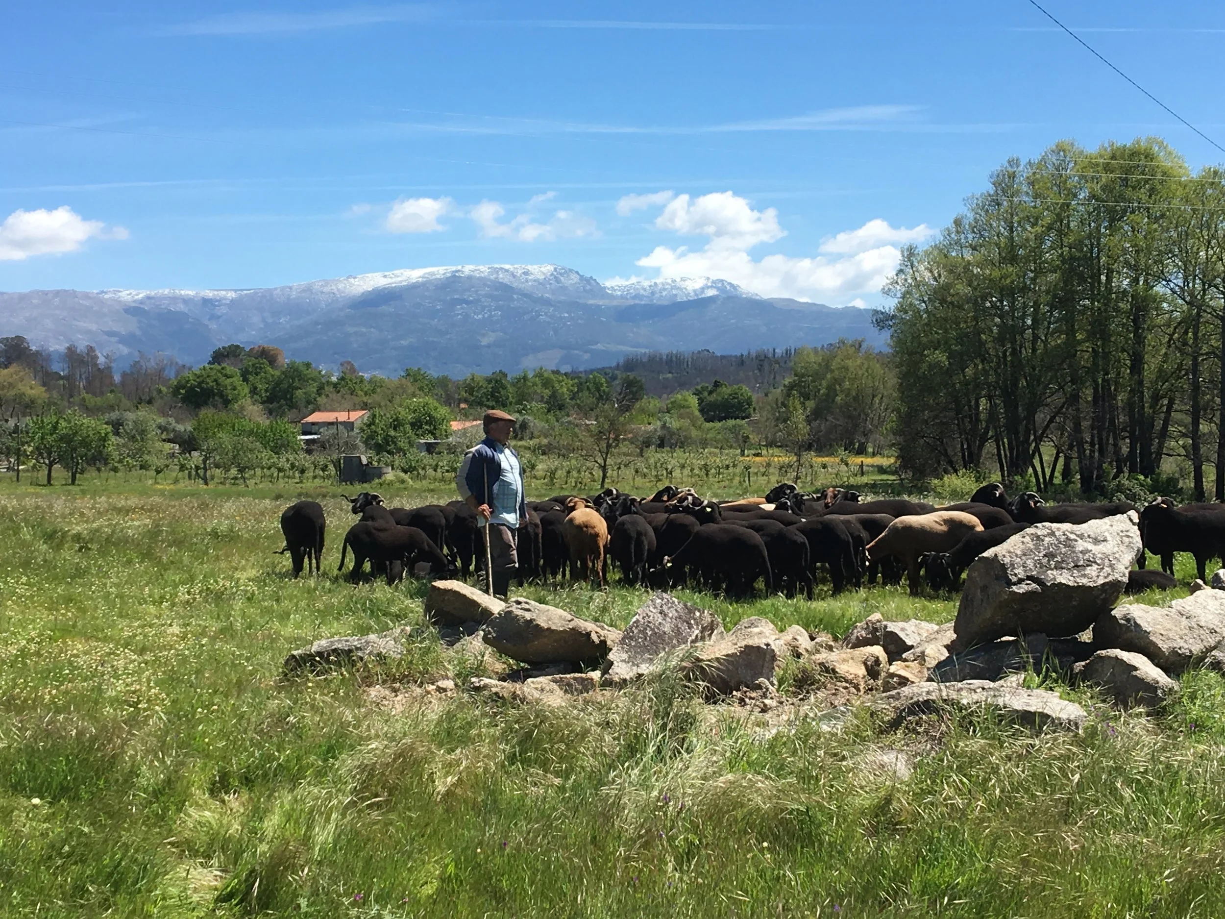 Family lunch Portuguese style!